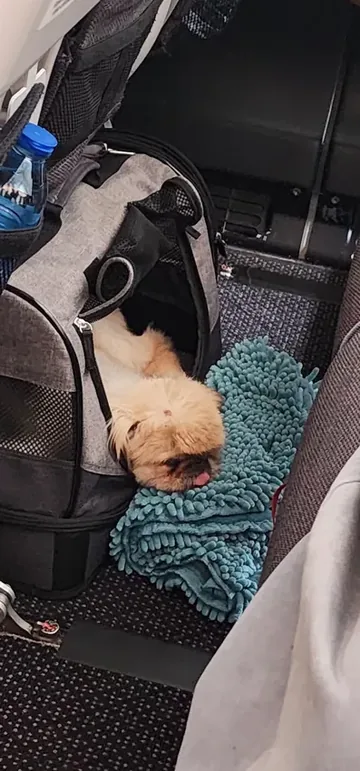 One of the dogs pictured in Ipsita Barua’s Google review