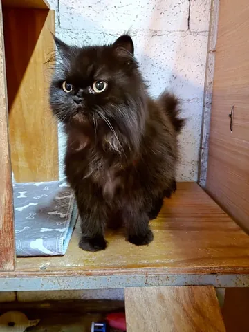 Prada in the photograph attached to Polly Gotseva’s Google review