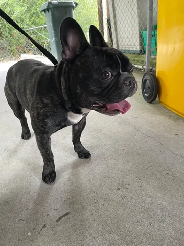 French Bulldog in the photograph attached to Trevor Fernandes’s Google review